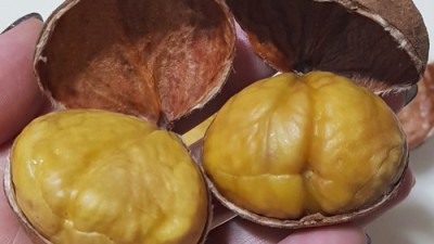 ✨ 놓치면 후회! 밤4kg 초특가 꿀팁 & 리얼 후기🌰